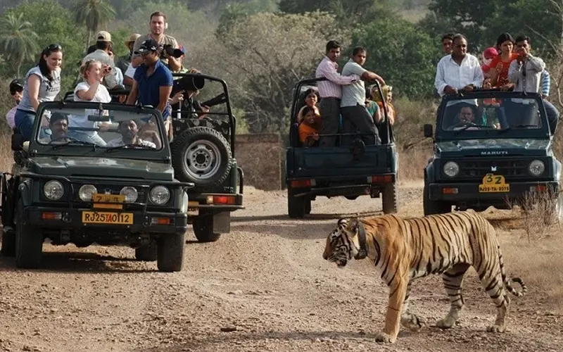Delhi To Ranthambore Taxi Services